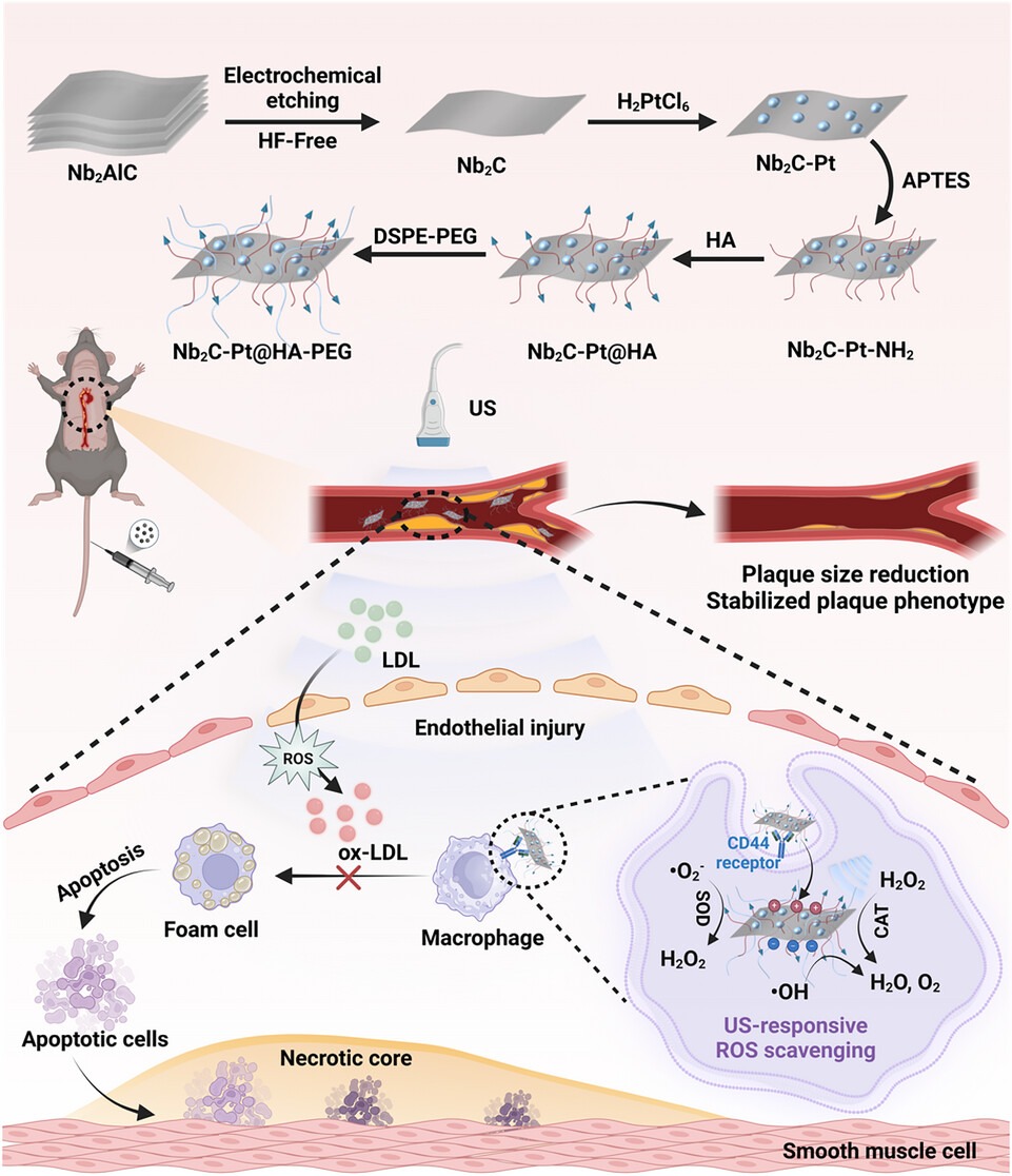 Nb2C-Pt@HA-PEG-mediated SCT