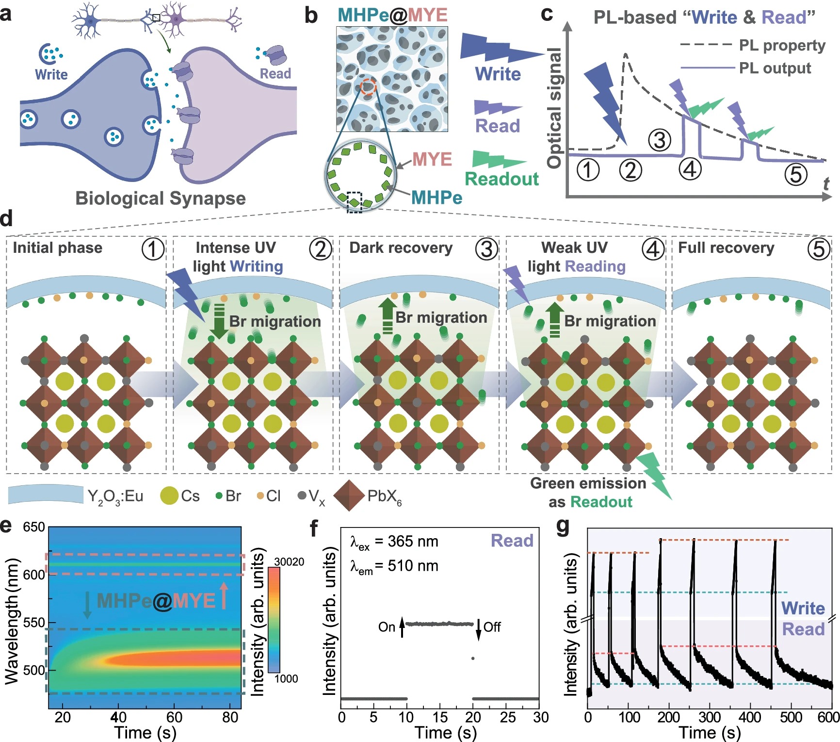 Smart phosphor with neuromorphic behaviors